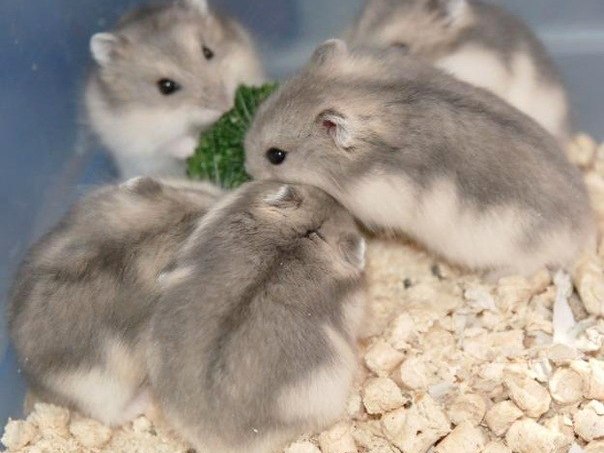 Породы хомяков | ЗооТом - продажа, вязка и услуги для животных в Кунгуре