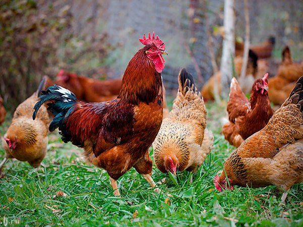 Породы куриц | ЗооТом - продажа, вязка и услуги для животных в Кунгуре