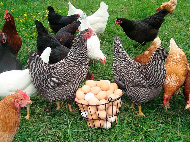 Содержание кур и уход за ними | ЗооТом - продажа, вязка и услуги для животных в Кунгуре