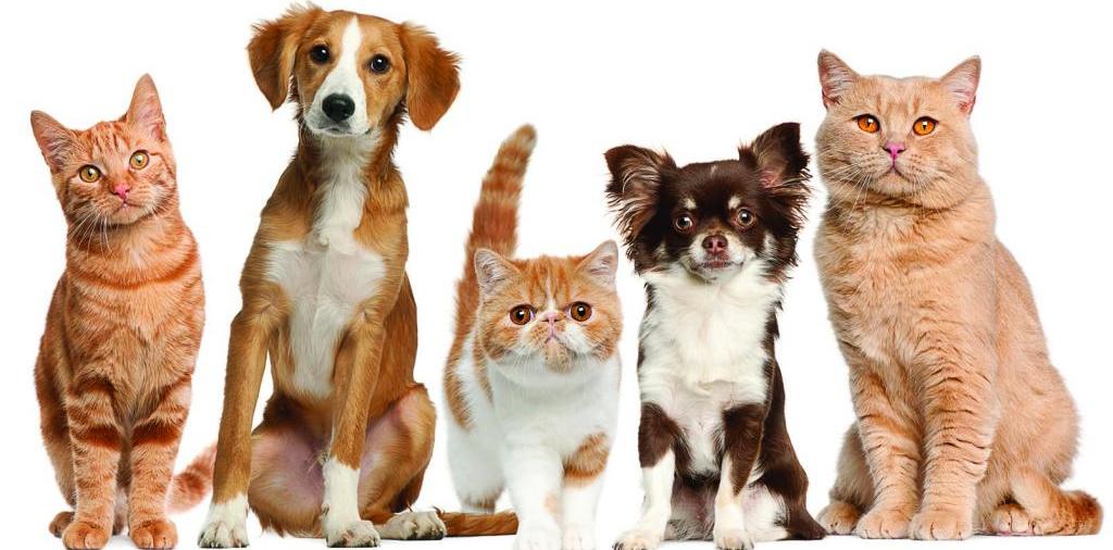 Доска объявлений о животных | ЗооТом - продажа, вязка и услуги для животных в Кунгуре