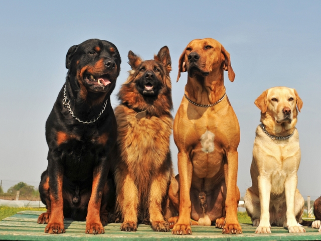 Крупные породы собак в Кунгуре | ЗооТом портал о животных